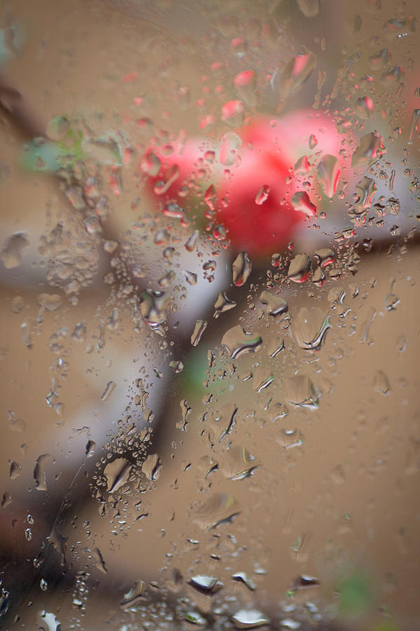 Rainning Day Charm Photograph by Catherine Lau
