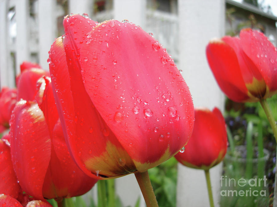 Rainwrapped Tulips Photograph by James E Weaver