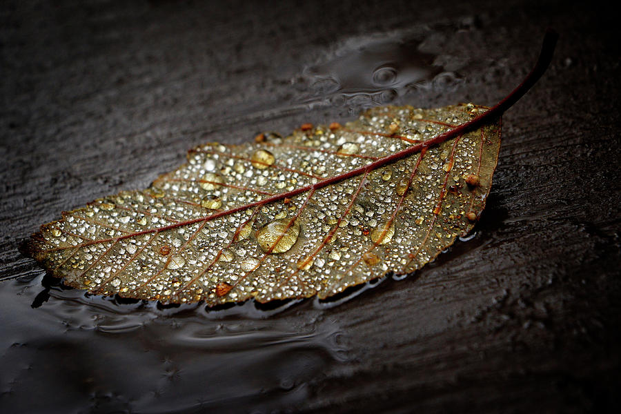 Rainy Autumn - 365-216 Photograph by Inge Riis McDonald
