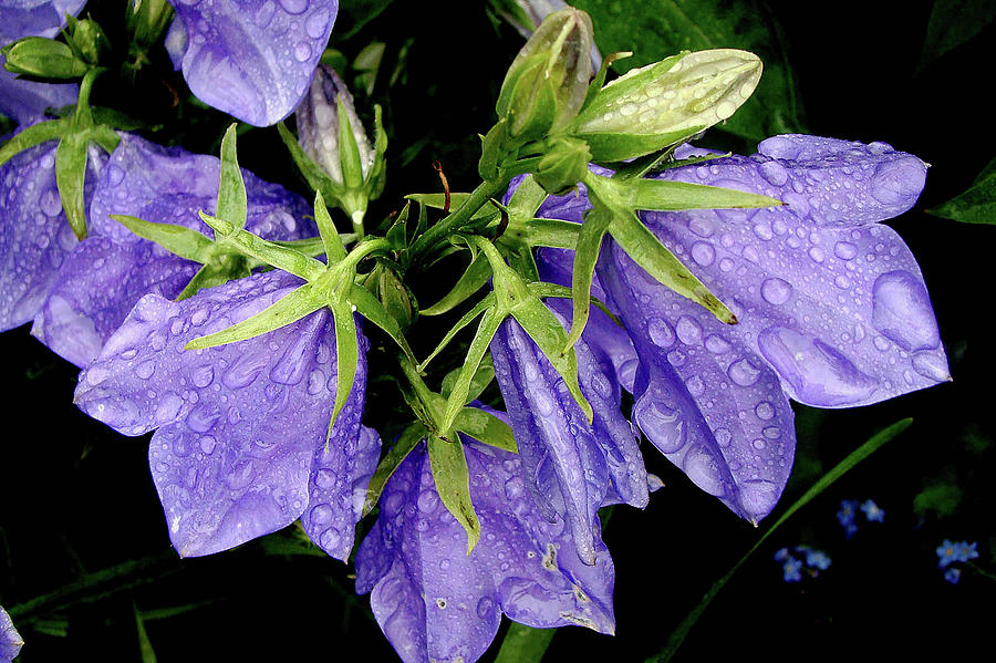 Spring Photograph - Rainy Balloon Flower by Betsy Zimmerli
