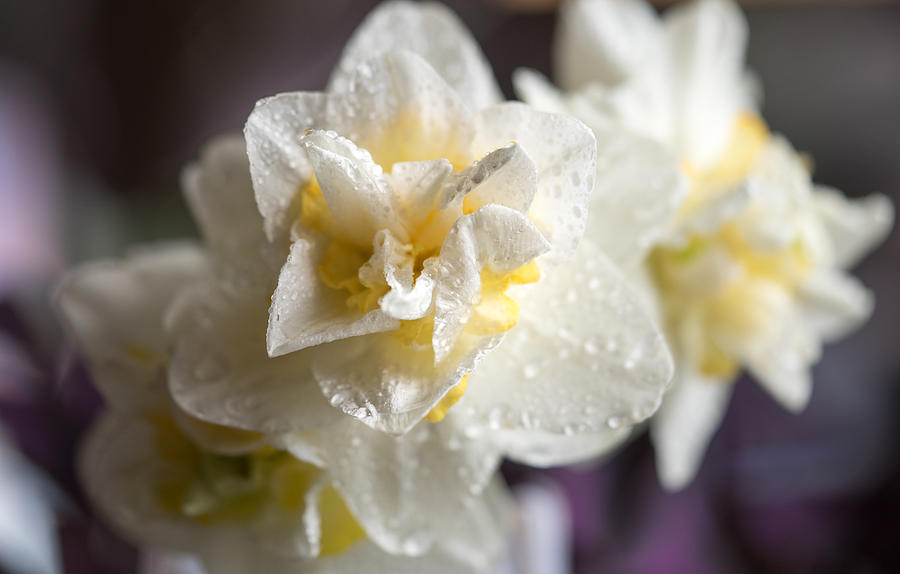 Rainy Daffodils Photograph by Cathy Donohoue