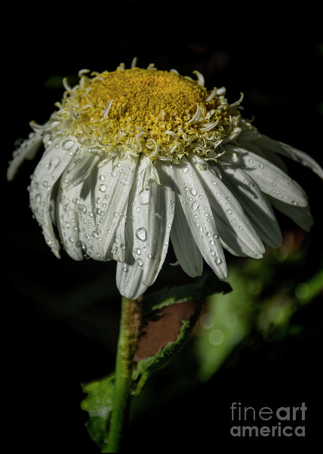 Rainy Daisy Photograph by Janice Pariza