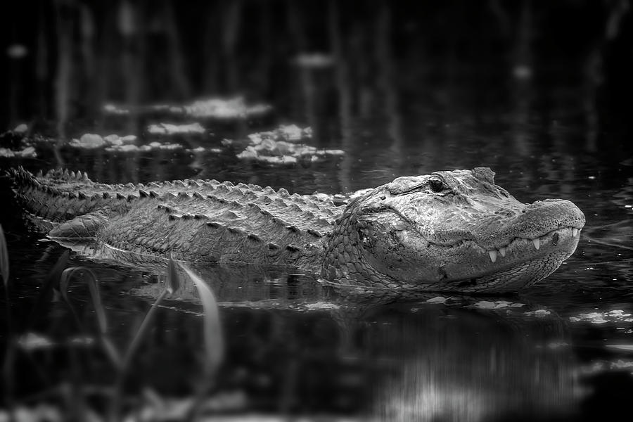 Rainy Day Alligator Photograph by Mark Andrew Thomas
