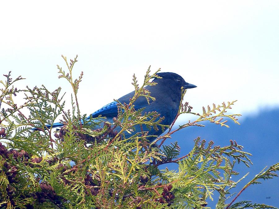 Rainy Day And A Stellers Jay Photograph by Will Borden
