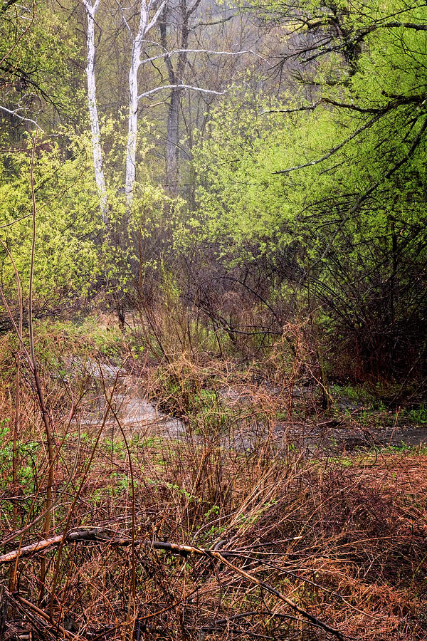 Rainy Day Birches Photograph by Tom Singleton