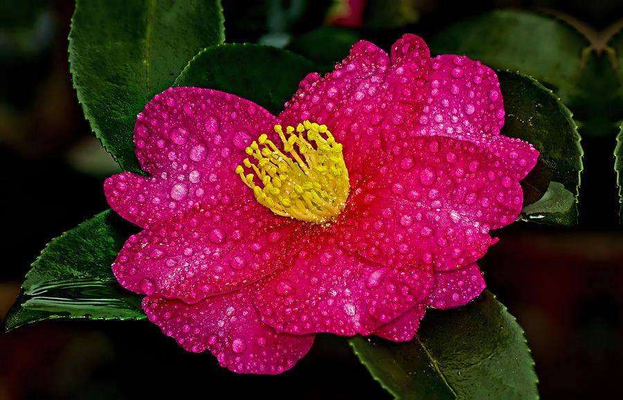 Rainy Day Camellia Bloom Photograph by Michael Whitaker