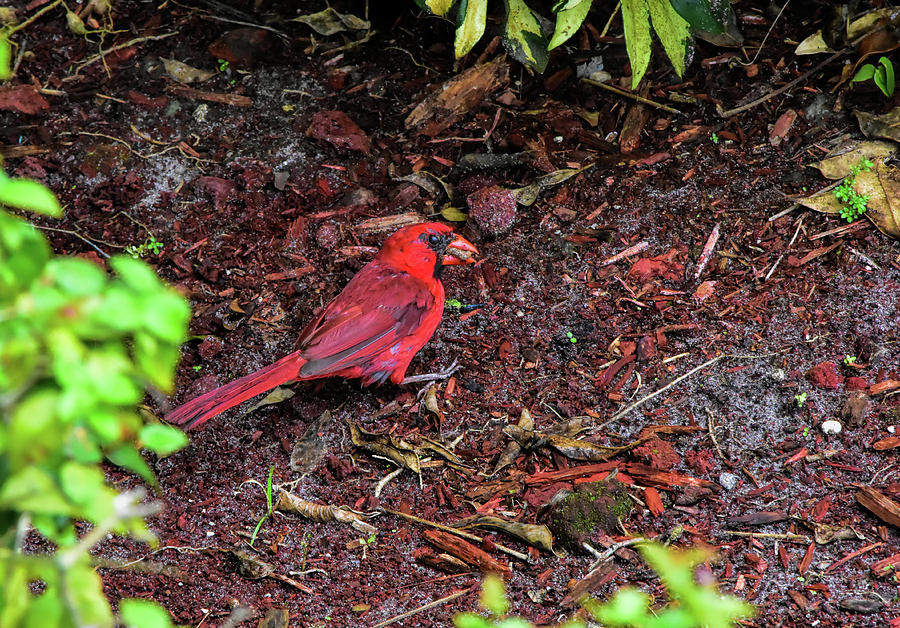 Bird Photograph - Rainy Day Cardinal Breakfast by William Tasker