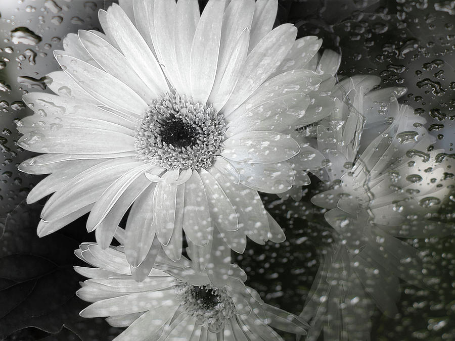 Nature Photograph - Rainy Day Daisies by Rory Siegel
