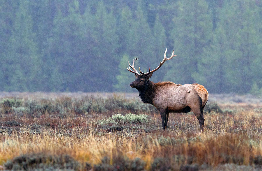 Rainy Day Elk Photograph by Shari Sommerfeld