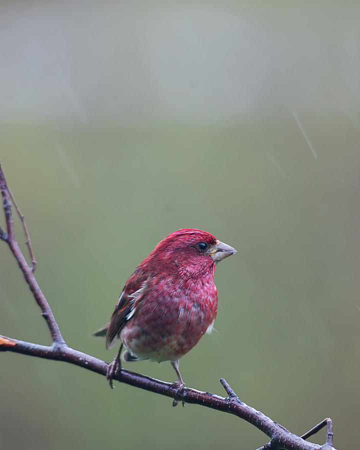 Rainy Day Finch Photograph by Sue Capuano