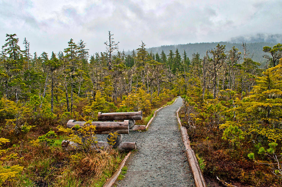 Rainy Day Hike - Rainforest rail - Juneau Alaska Photograph by Cathy Mahnke