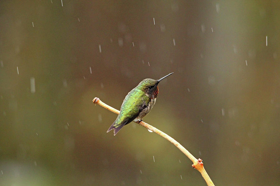 Rainy Day Hummingbird Photograph by Debbie Oppermann