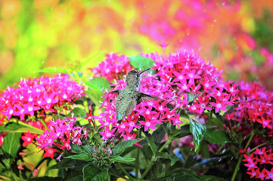 Rainy Day Hummingbird Photograph by Lynn Bauer