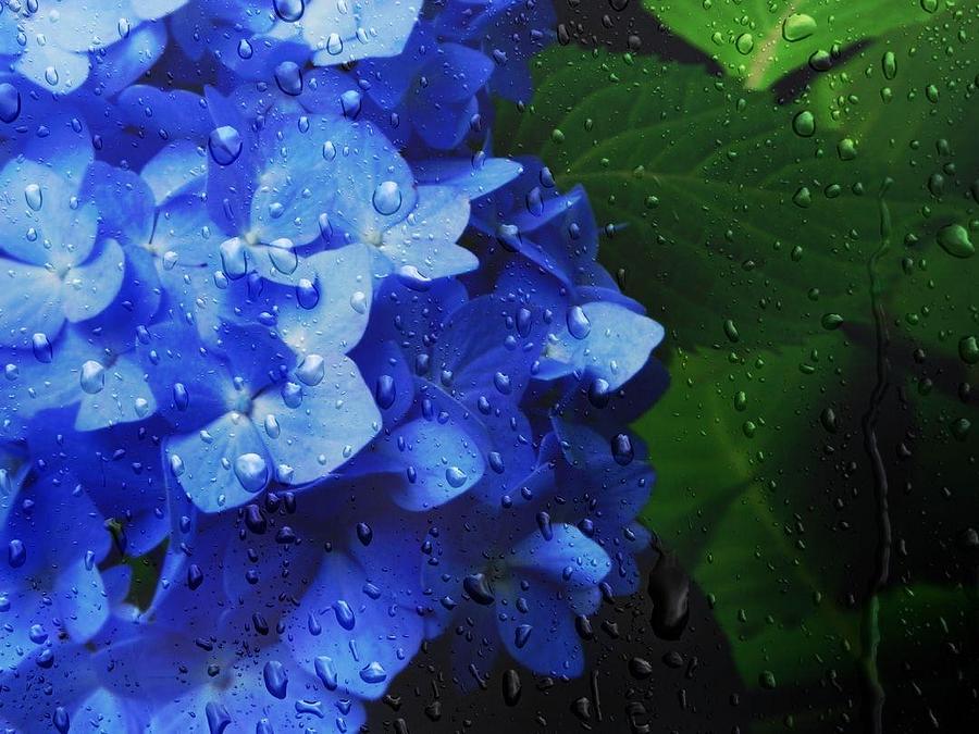 Rainy Day Hydrangea Photograph by Kathleen Moroney