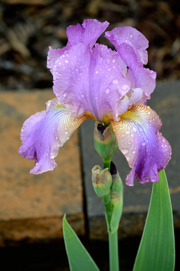 Rainy Day Iris Photograph by Belinda Stucki - Pixels