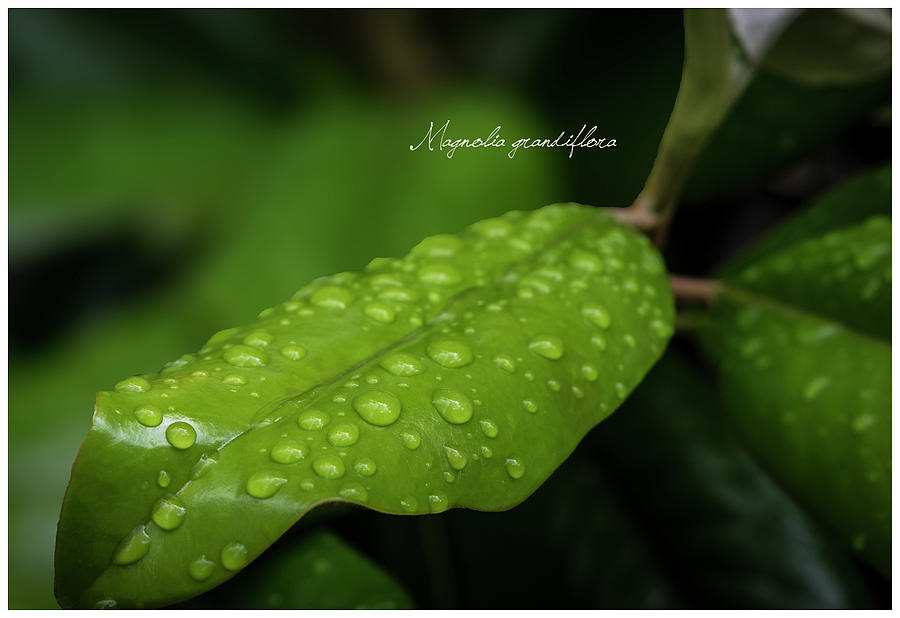 Magnolia Movie Photograph - Rainy Day by Kimber Lee