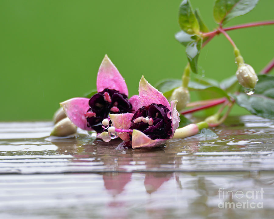 Flowers Still Life Photograph - Rainy Day by Lila Fisher-Wenzel