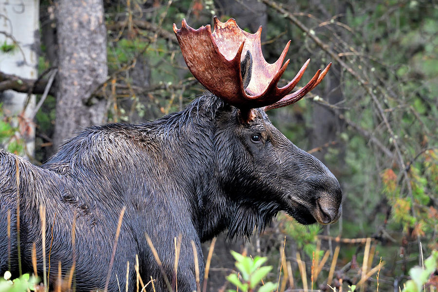 Rainy Day Moose Photograph by Michael Morse | Fine Art America