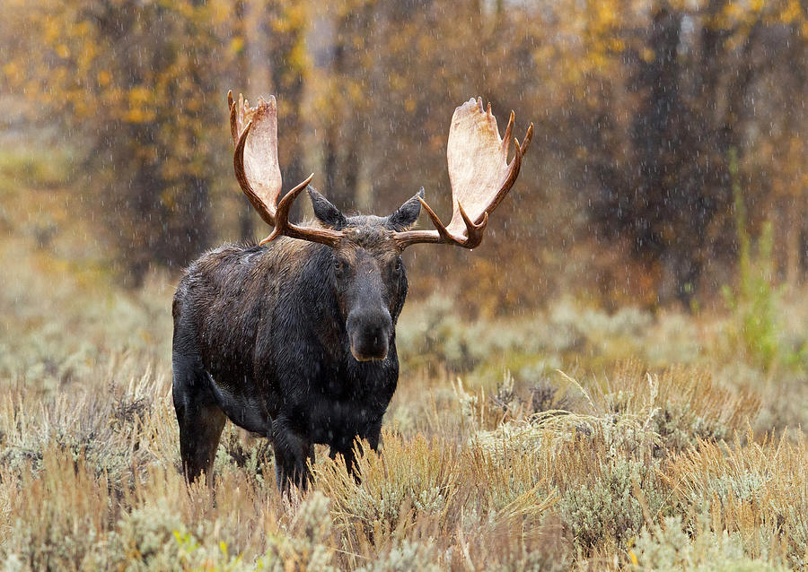 Rainy Day Moose Photograph by Shari Sommerfeld