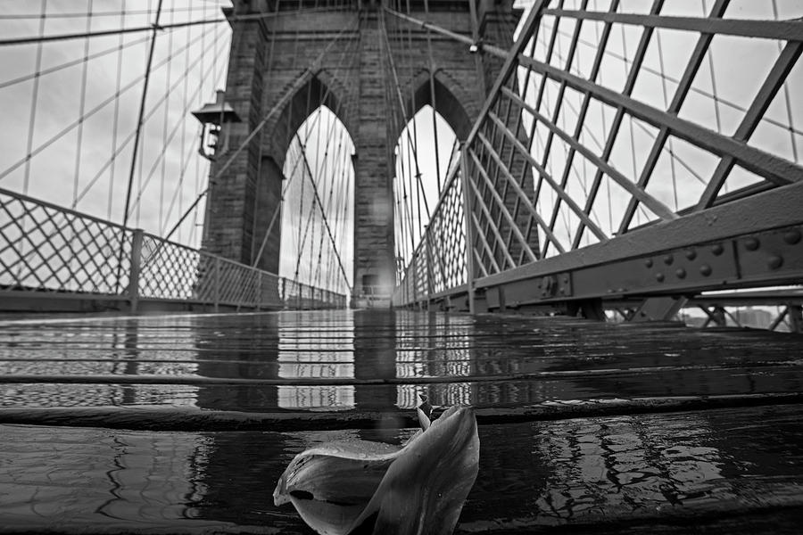 Rainy Day on the Brooklyn Bridge Brooklyn New York Tulip Petals Black and White Photograph by Toby McGuire