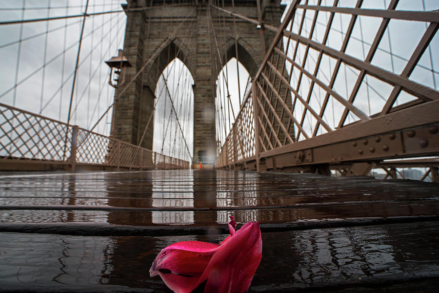Rainy Day on the Brooklyn Bridge Brooklyn New York Tulip Petals Photograph by Toby McGuire