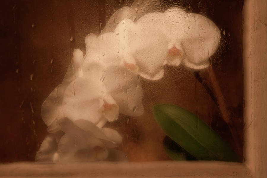 Orchid Photograph - Rainy Day Orchid by Tom Mc Nemar
