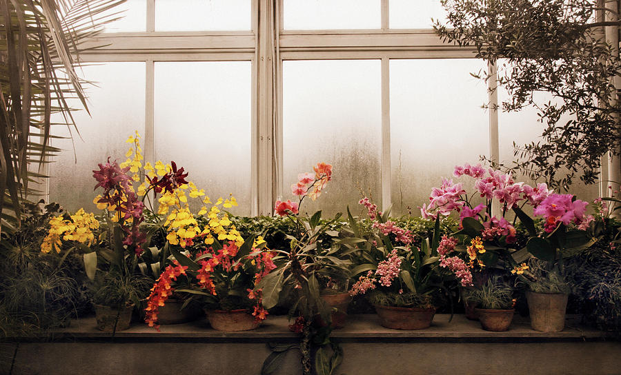 Rainy Day Orchids Photograph by Jessica Jenney
