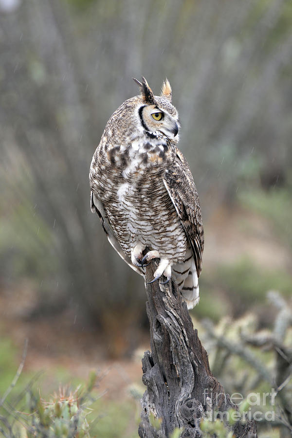 Rainy Day Owl Photograph by Denise Bruchman