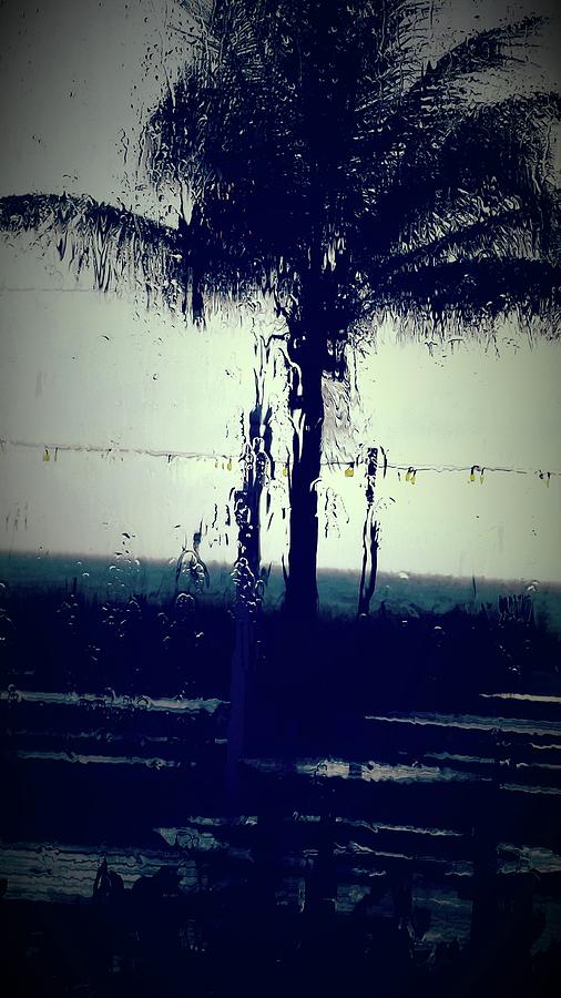 Rainy Day Palm Photograph by Florene Welebny