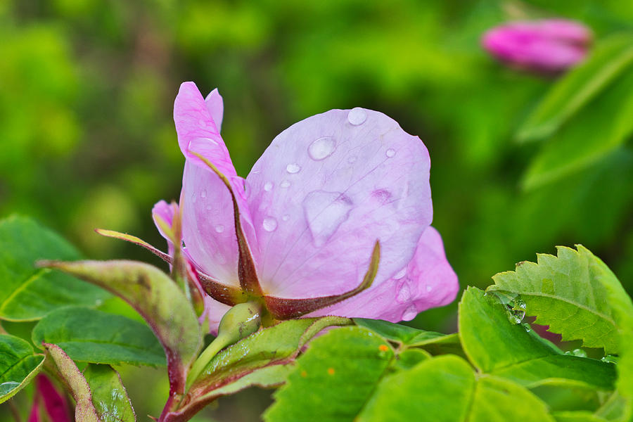 Rainy Day Rose Photograph by Cathy Mahnke