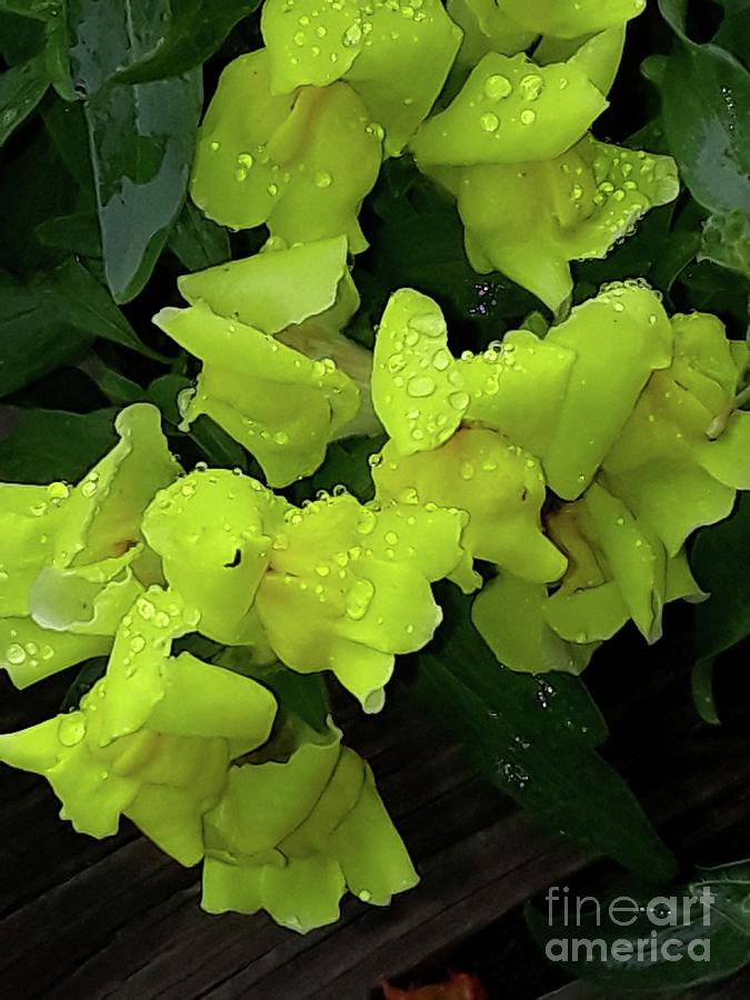 Flower Photograph - Rainy Day Snapdragons by Maxine Billings