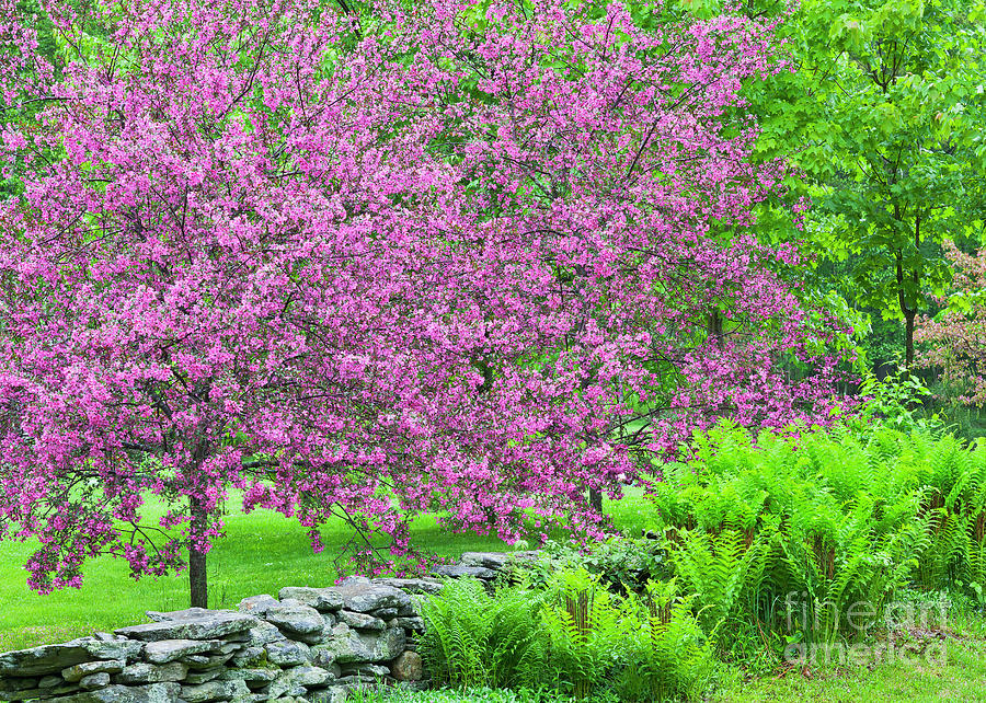 Rainy Day Spring Colors Photograph by Alan L Graham