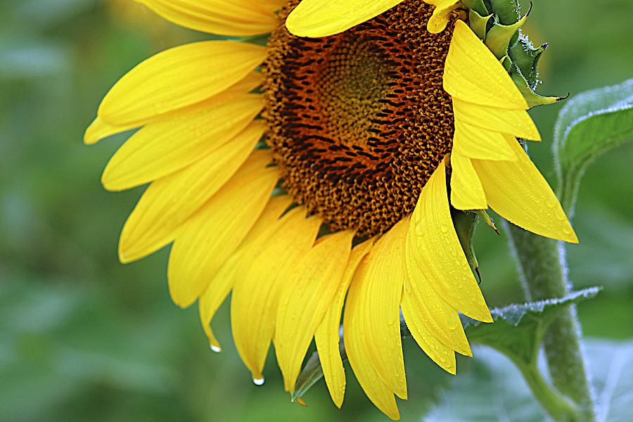 Rainy Day Sunflower Photograph by Karen McKenzie McAdoo