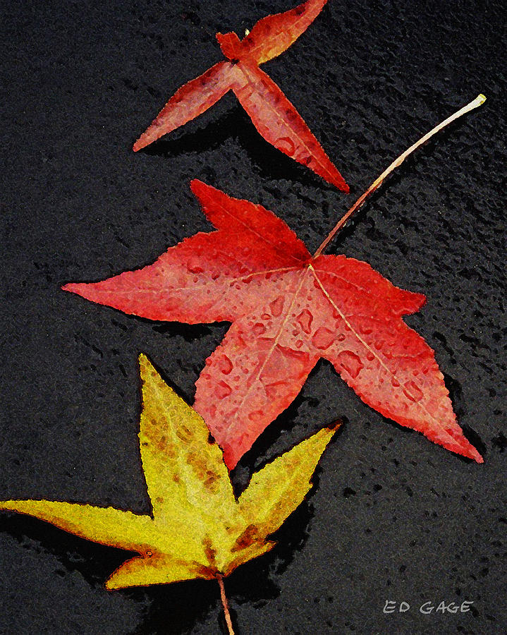 Fall Photograph - Rainy Day Trio by Ed A Gage