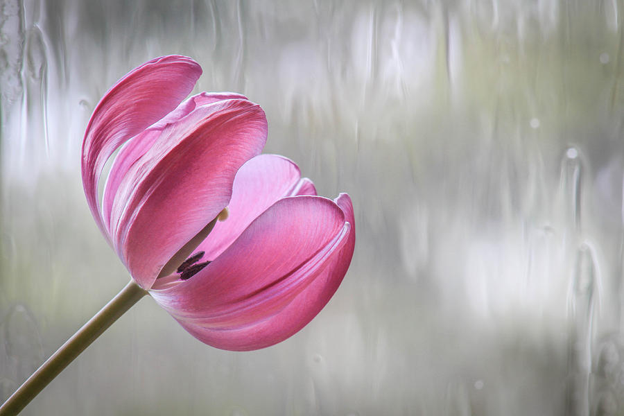 Rainy Day Tulip Photograph by Tingy Wende