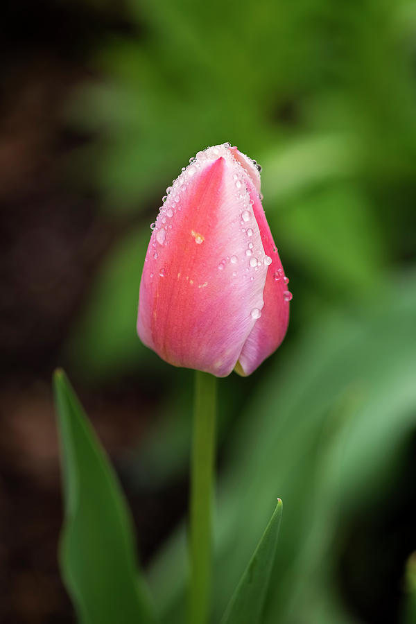 Rainy Day Tulip Photograph by Tom Singleton