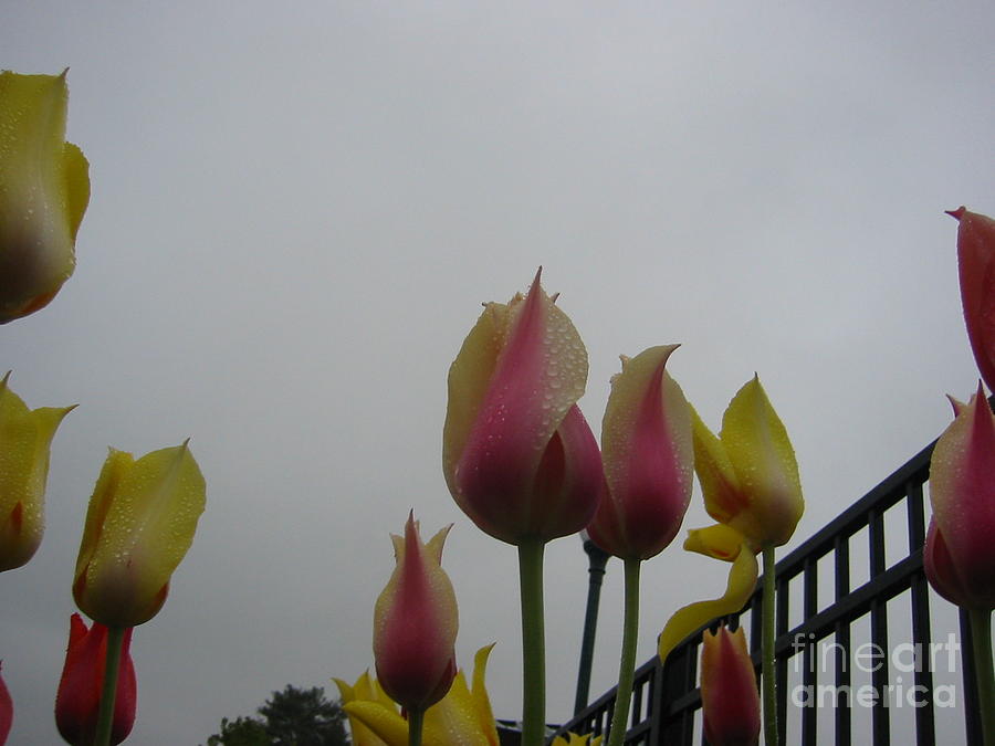 Rainy Day Tulips Photograph by Roxy Riou
