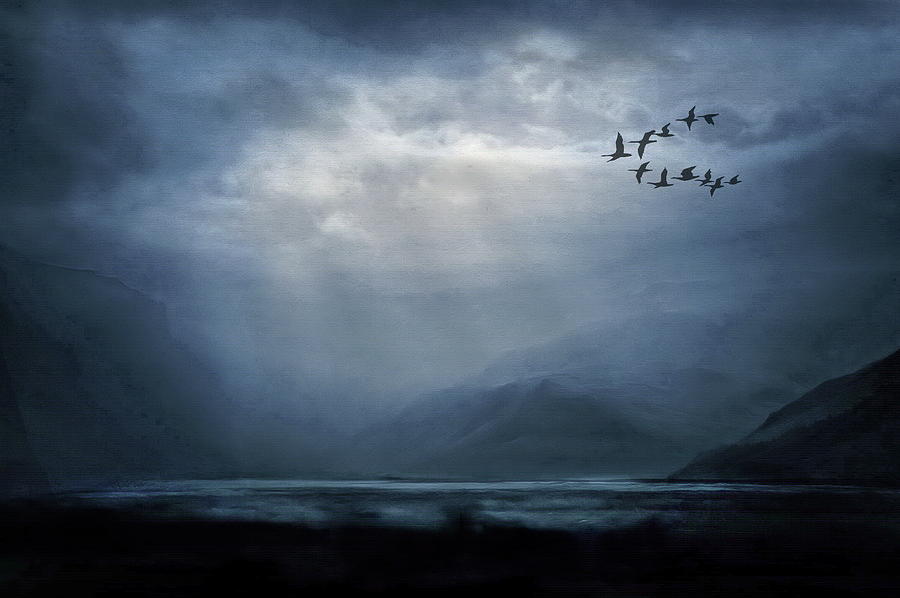Geese Photograph - Rainy Days and Mondays by Andrea Kollo