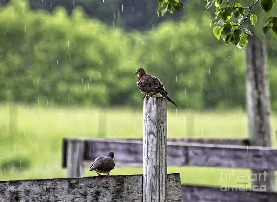 Rainy Days Photograph by Jan Killian