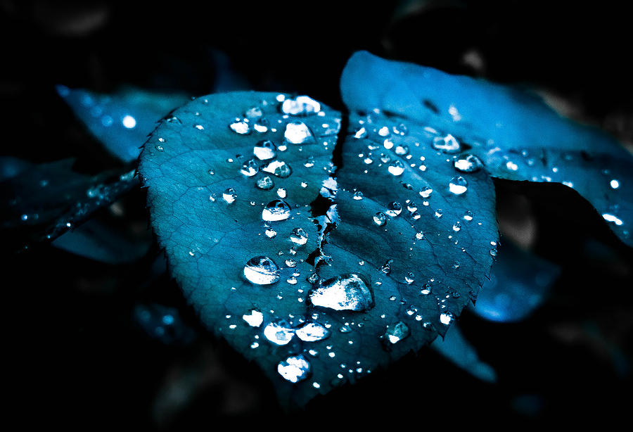 Rainy Diamonds Photograph by Hunter Archer - Fine Art America