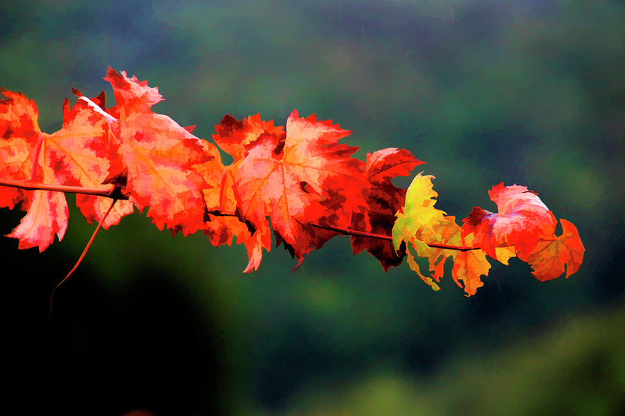 Rainy Fall Buzzed Photograph by Pauline Darrow Fine Art America