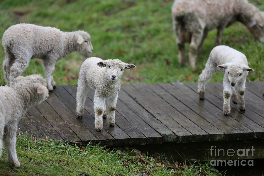 Rainy Lamb Photograph by Lara Morrison