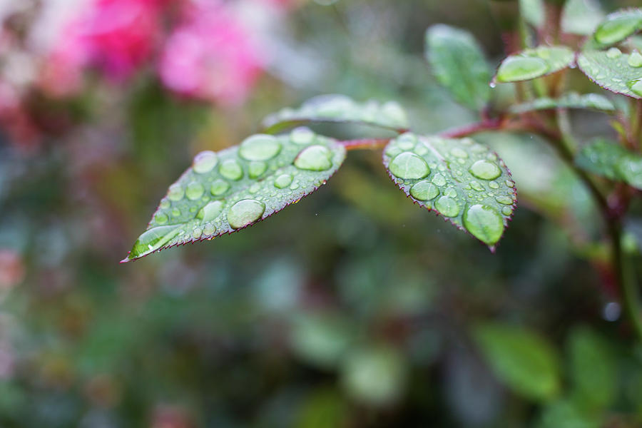 Rainy Leaf 2 Photograph by Kelly Smith