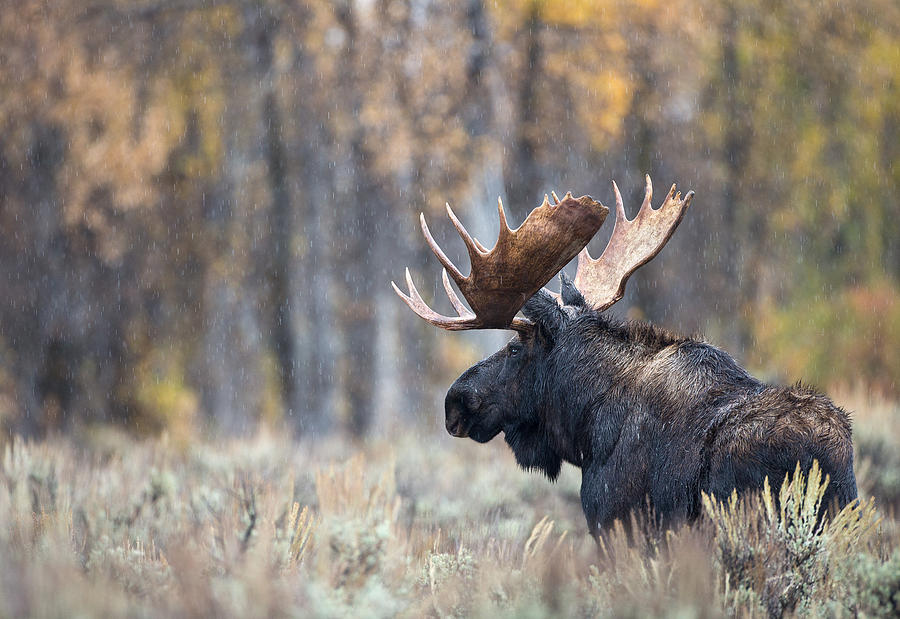 Rainy Moose Photograph by Max Waugh