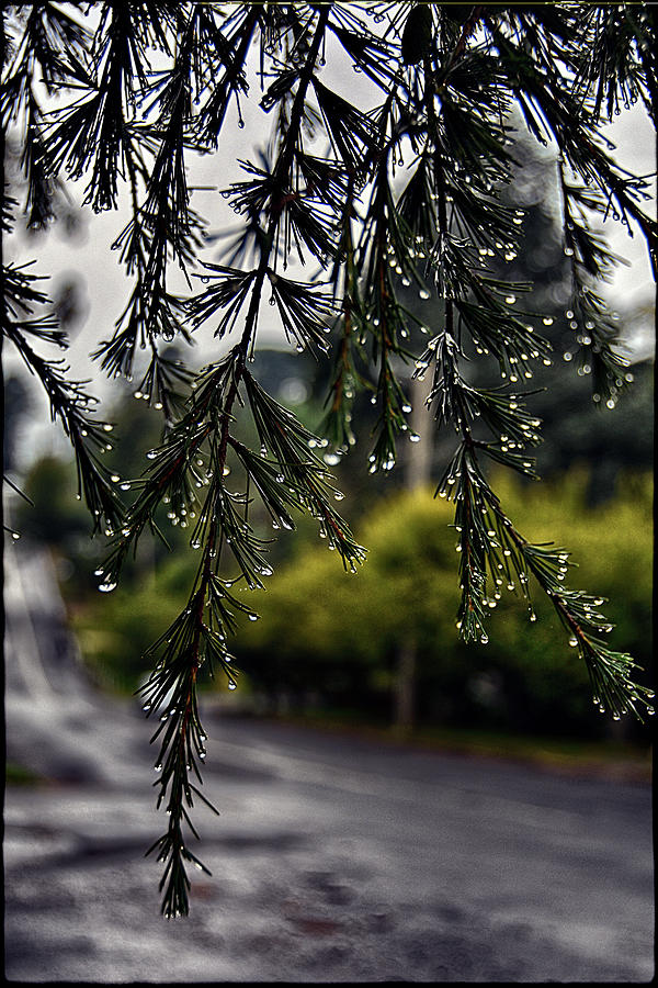 Rainy morning Photograph by Andrei SKY