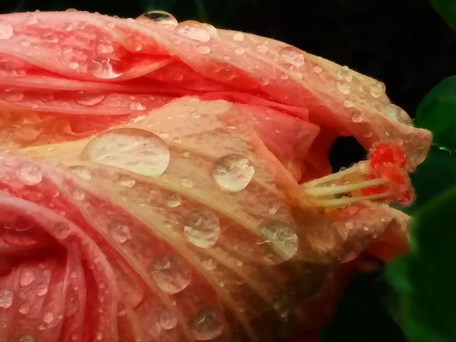 Rainy Peach Hibiscus Photograph by CG Abrams