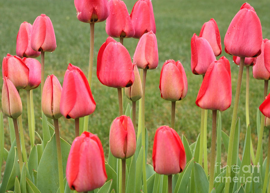 Rainy Red Tulips Photograph by Carol Groenen