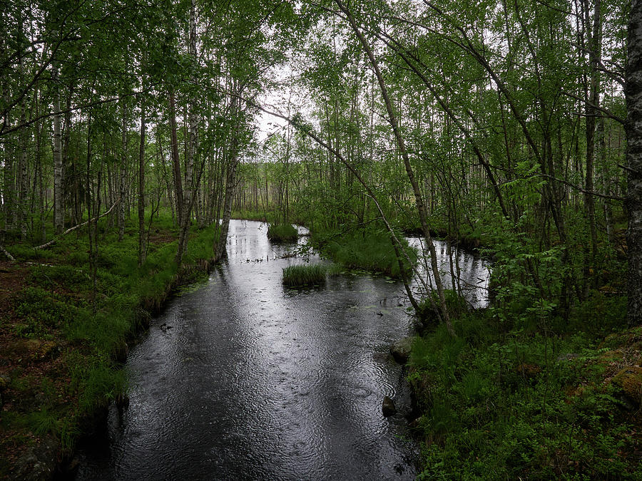 Rainy river. Koirajoki Photograph by Jouko Lehto