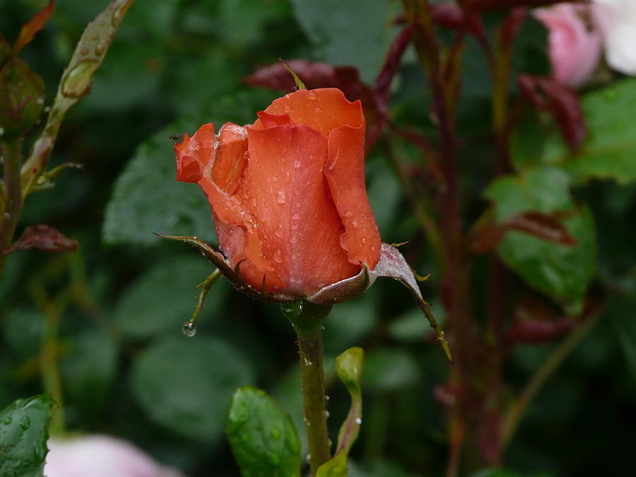 Rainy Rose Bud Photograph by Valerie Ornstein