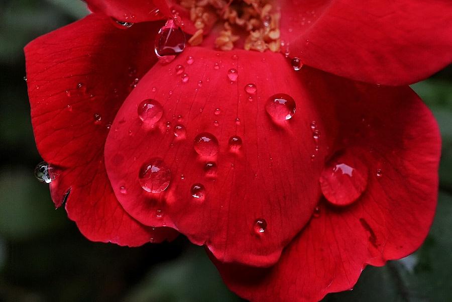 Nature Photograph - Rainy Rose  by Fara Shehee